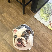 Draco is registered to the contest to win money with this photo: bulldog, dog, blue_eyes, wooden_floor, indoor, looking_up, pet, animal, furniture, chair_legs, mat, cartoon, tree, cute, smiling, domestic, companion, white_fur, black_spots, flooring