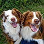 animal, australian_shepherd, brown_and_white, canine, close_up, companions, dog, friendly, fur, grass, happy, nature, outdoor, pet, playful, resting, smiling, summer, tongue_out, two_dogs
