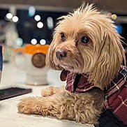Tater Tot is registered to the contest to win money with this photo: dog, puppy, plaid_jacket, mug, ceramic, countertop, indoor, blurred_background, fur, pet, animal, table, cozy, brown_dog, portrait, resting, cute, domestic_animal, companionship, closeup