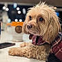 dog, puppy, plaid_jacket, mug, ceramic, countertop, indoor, blurred_background, fur, pet, animal, table, cozy, brown_dog, portrait, resting, cute, domestic_animal, companionship, closeup