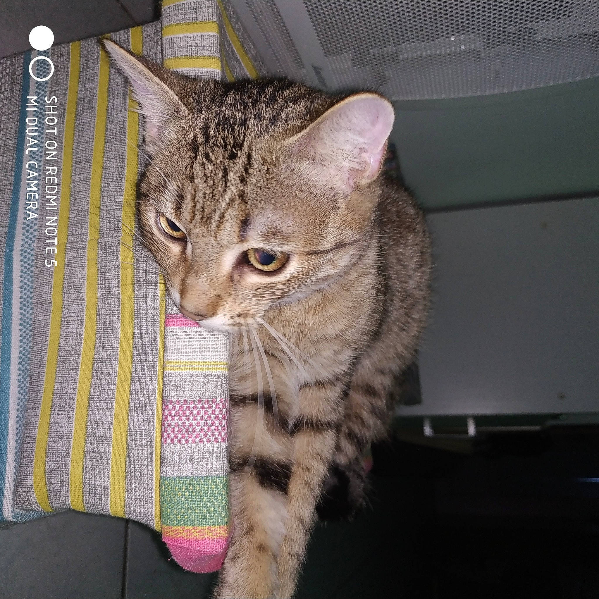 Reggae participe au concours pour gagner de l'argent avec cette photo : american_shorthair, asian, australian_mist, california_spangled, carnivore, cat, domestic_short_haired_cat, dragon_li, egyptian_mau, european_shorthair, felidae, kitten, mammal, ocicat, pixie_bob, small_to_medium_sized_cats, snout, tabby_cat, vertebrate, whiskers