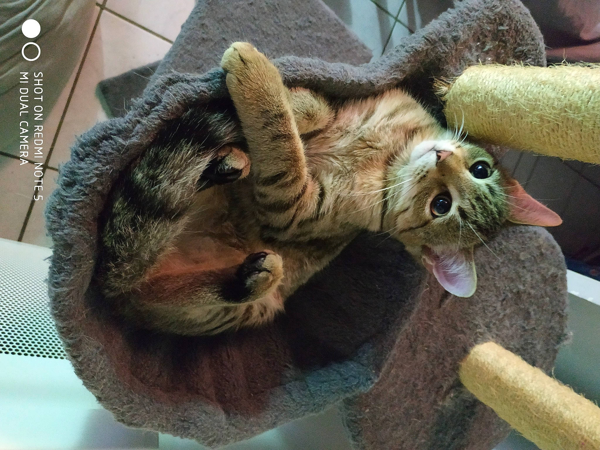 Reggae a rejoint le concours — aidez-le/la à gagner de superbes lots ! carnivore, cat, claw, fawn, felidae, fur, pixie_bob, small_to_medium_sized_cats, whiskers