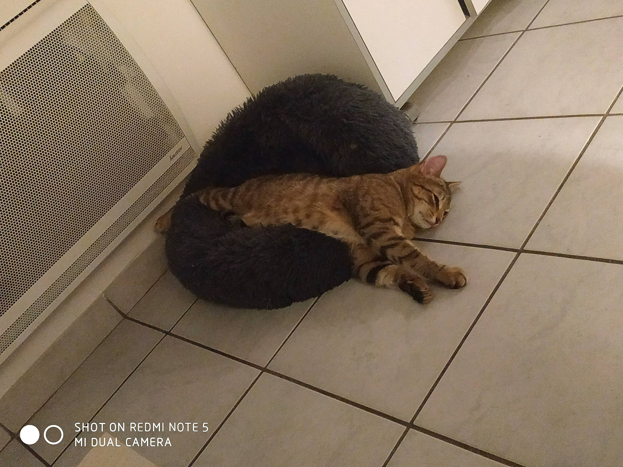 Reggae participe au concours pour gagner de l'argent avec cette photo : carnivore, cat, domestic_short_haired_cat, felidae, floor, flooring, fur, mesh, pet_supply, small_to_medium_sized_cats, tail, tile, tile_flooring, vertebrate, whiskers