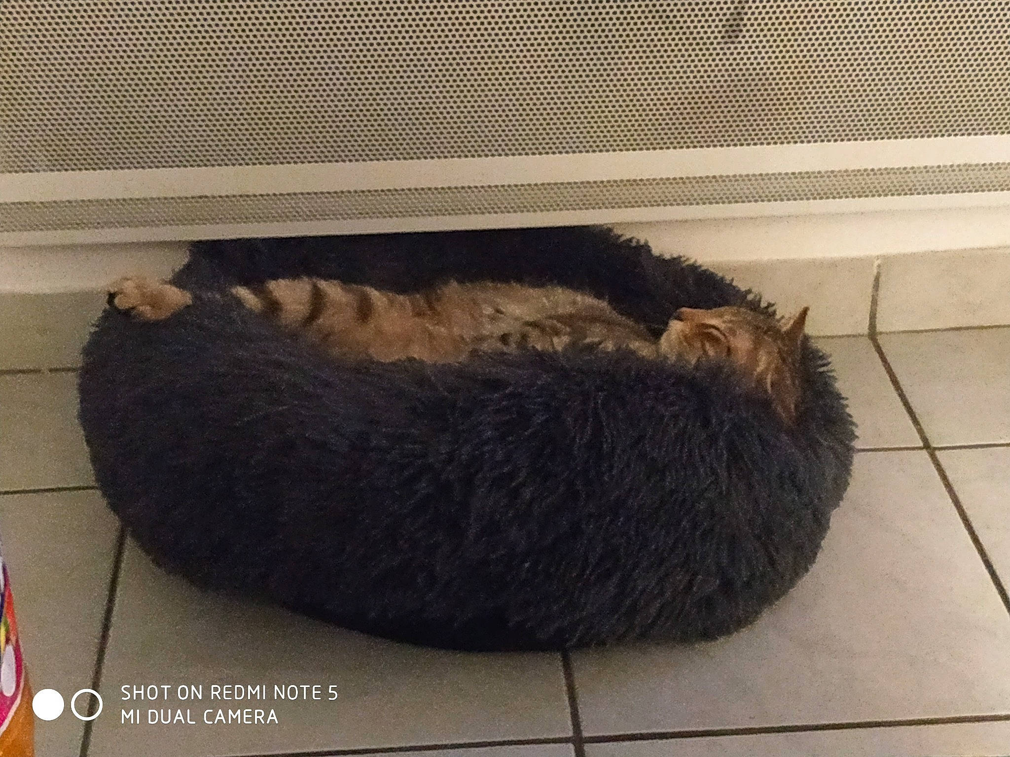 Reggae a rejoint le concours — aidez-le/la à gagner de superbes lots ! carnivore, cat, cat_bed, cat_supply, felidae, flag, floor, flooring, fur, natural_material, pet_supply, small_to_medium_sized_cats, tail, tile, tile_flooring