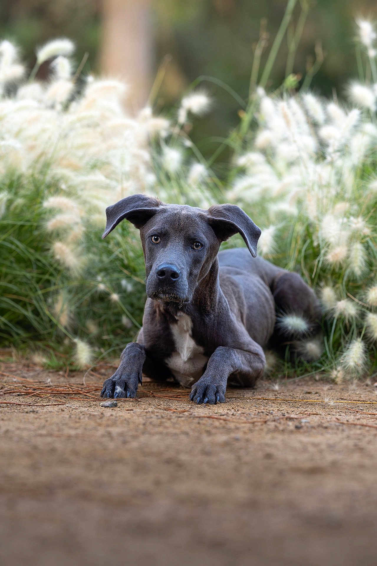 Patmol a rejoint le concours — aidez-le/la à gagner de superbes lots ! dog, animal, pet, gray_dog, outdoor, grass, nature, canine, fur, ears, eyes, ground, path, portrait, mammal, laying_down, plants, focus, closeup, daylight