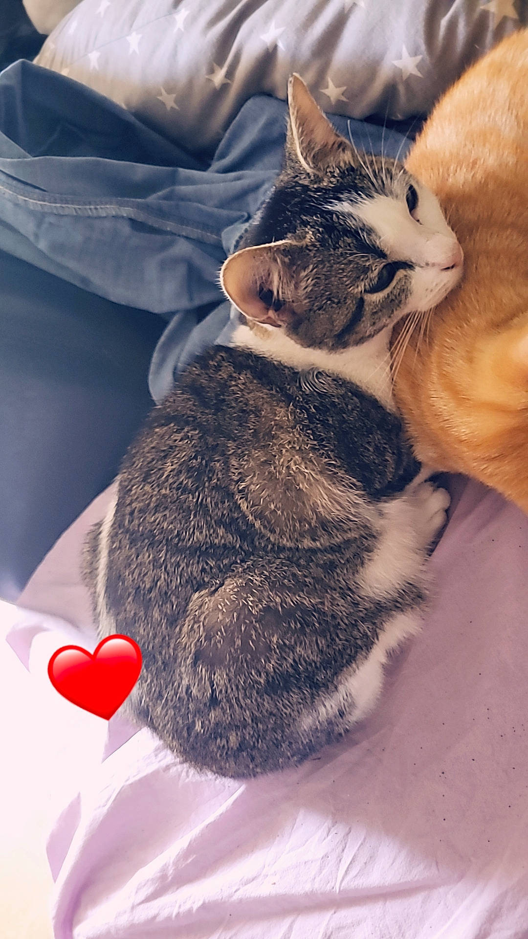 Minnie participe au concours pour gagner de l'argent avec cette photo : carmine, carnivore, cat, cat_bed, claw, comfort, domestic_short_haired_cat, ear, event, fawn, felidae, fur, gesture, linens, paw, small_to_medium_sized_cats, snout, tail, textile, whiskers