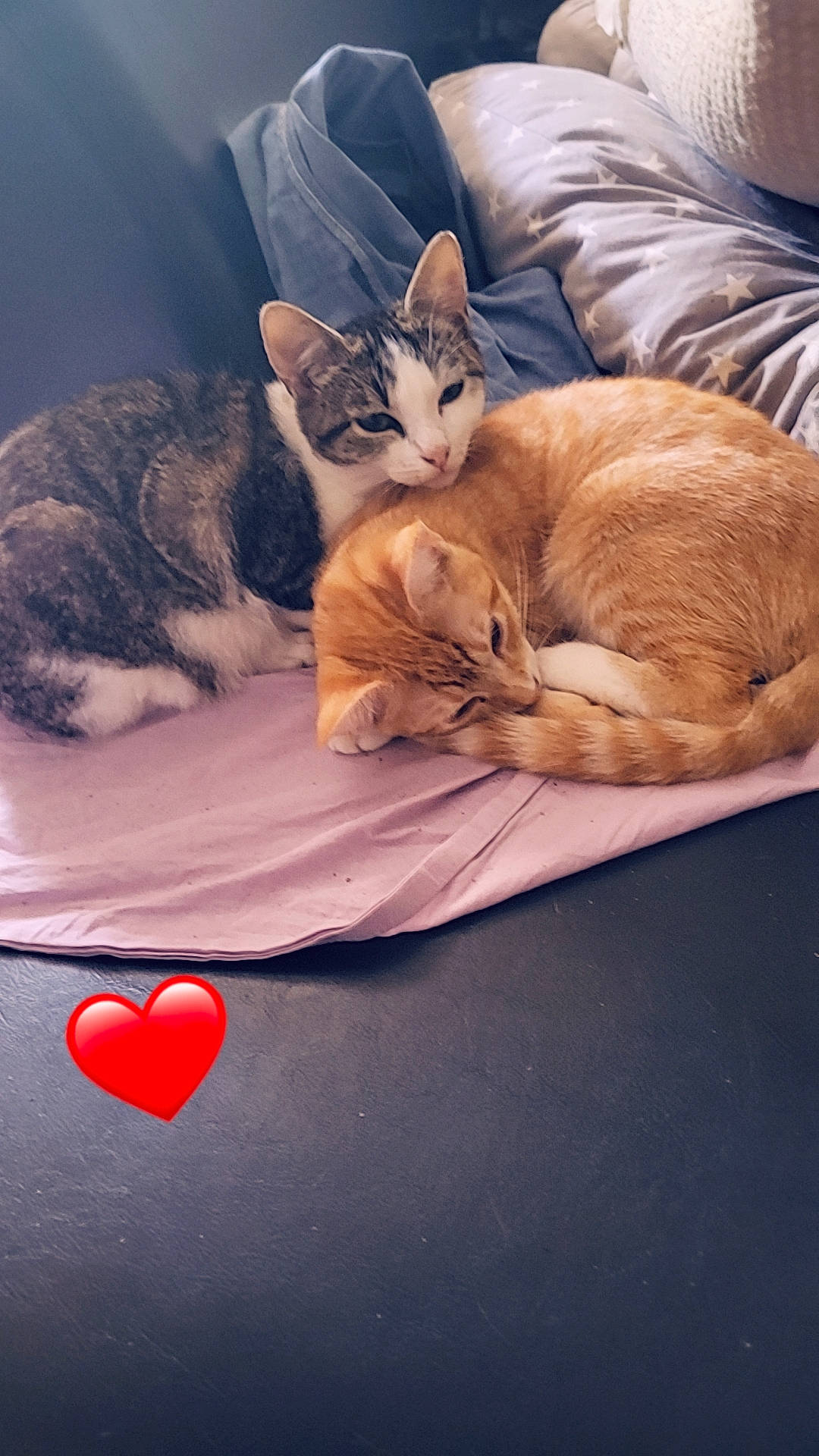 Marie participe au concours pour gagner de l'argent avec cette photo : bed, carmine, carnivore, cat, cat_supply, comfort, domestic_short_haired_cat, event, felidae, fur, linens, mammal, nap, paw, room, sitting, small_to_medium_sized_cats, tail, vertebrate, whiskers