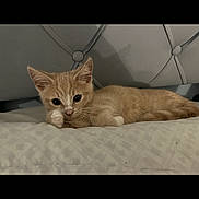 Simba joined the competition — help win amazing prizes! kitten, cat, ginger_cat, pet, bed, indoor, feline, cute, resting, lying_down, fur, whiskers, small_animal, domestic_animal, headboard, patterned_bedspread, paw, curious, closeup, young_cat
