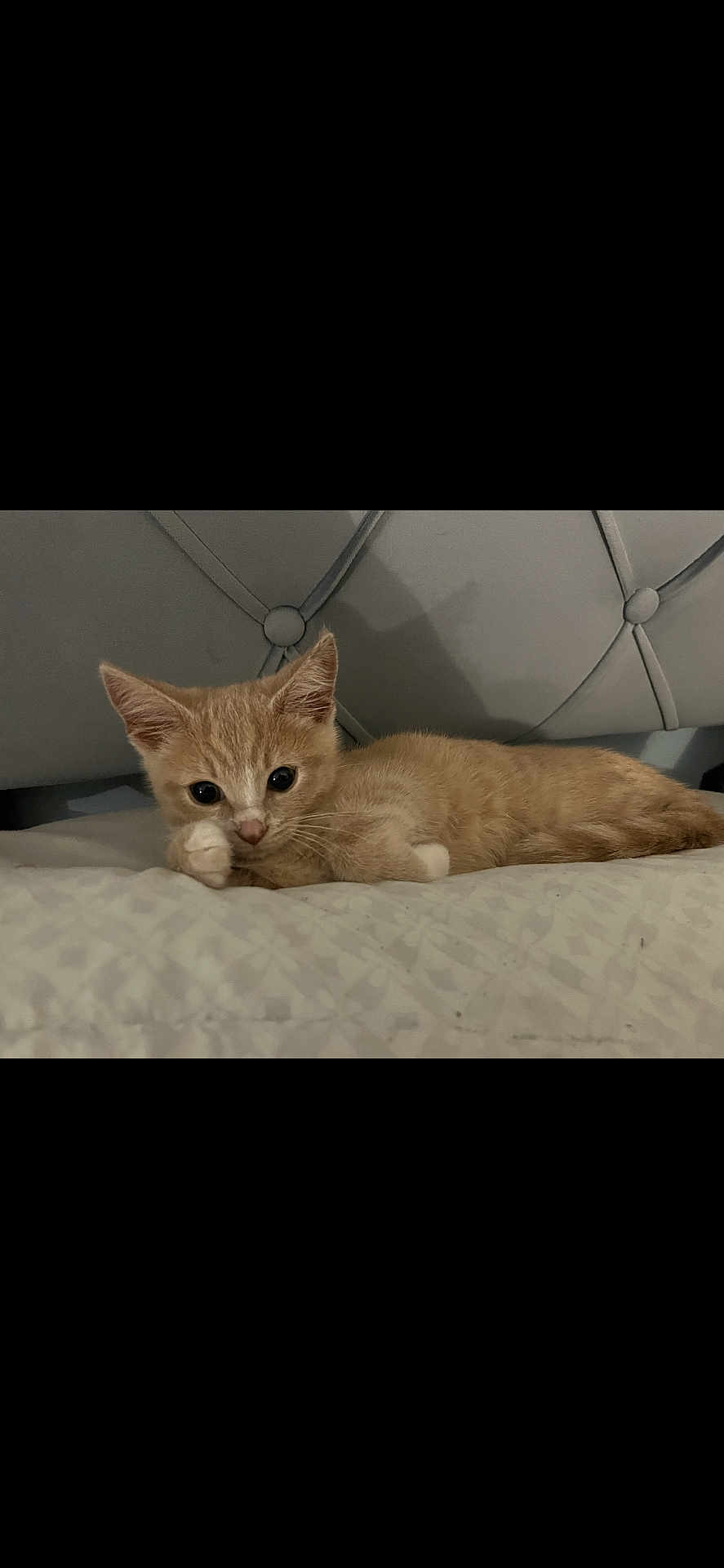 Simba