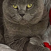 Happy a rejoint le concours — aidez-le/la à gagner de superbes lots ! cat, gray_cat, pet, animal, yellow_eyes, feline, fur, whiskers, quilt, red_polka_dots, indoor, resting, close_up, cute, domestic_cat, cozy, relaxed, portrait, soft, paw