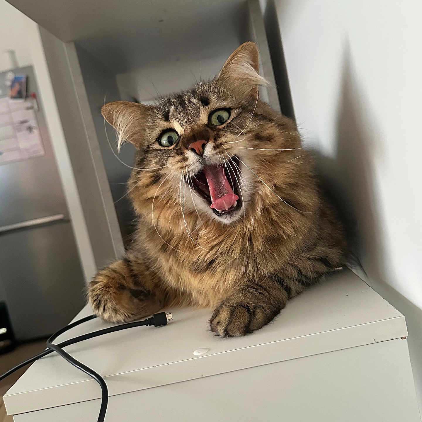Hadès participe au concours pour gagner de l'argent avec cette photo : animal, appliance, bodypart, cat, computerhardware, desk, electronics, furniture, hardware, head, kitten, monitor, mouth, person, pet, screen, table, teeth, tongue, wood