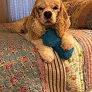 Freddy is registered to the contest to win money with this photo: dog, cocker_spaniel, toy, plush_toy, bed, quilt, floral_pattern, striped_pattern, curly_ears, pet, indoor, cozy, resting, animal, cute, fur, paw, nose, face, living_room