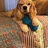 dog, cocker_spaniel, toy, plush_toy, bed, quilt, floral_pattern, striped_pattern, curly_ears, pet, indoor, cozy, resting, animal, cute, fur, paw, nose, face, living_room