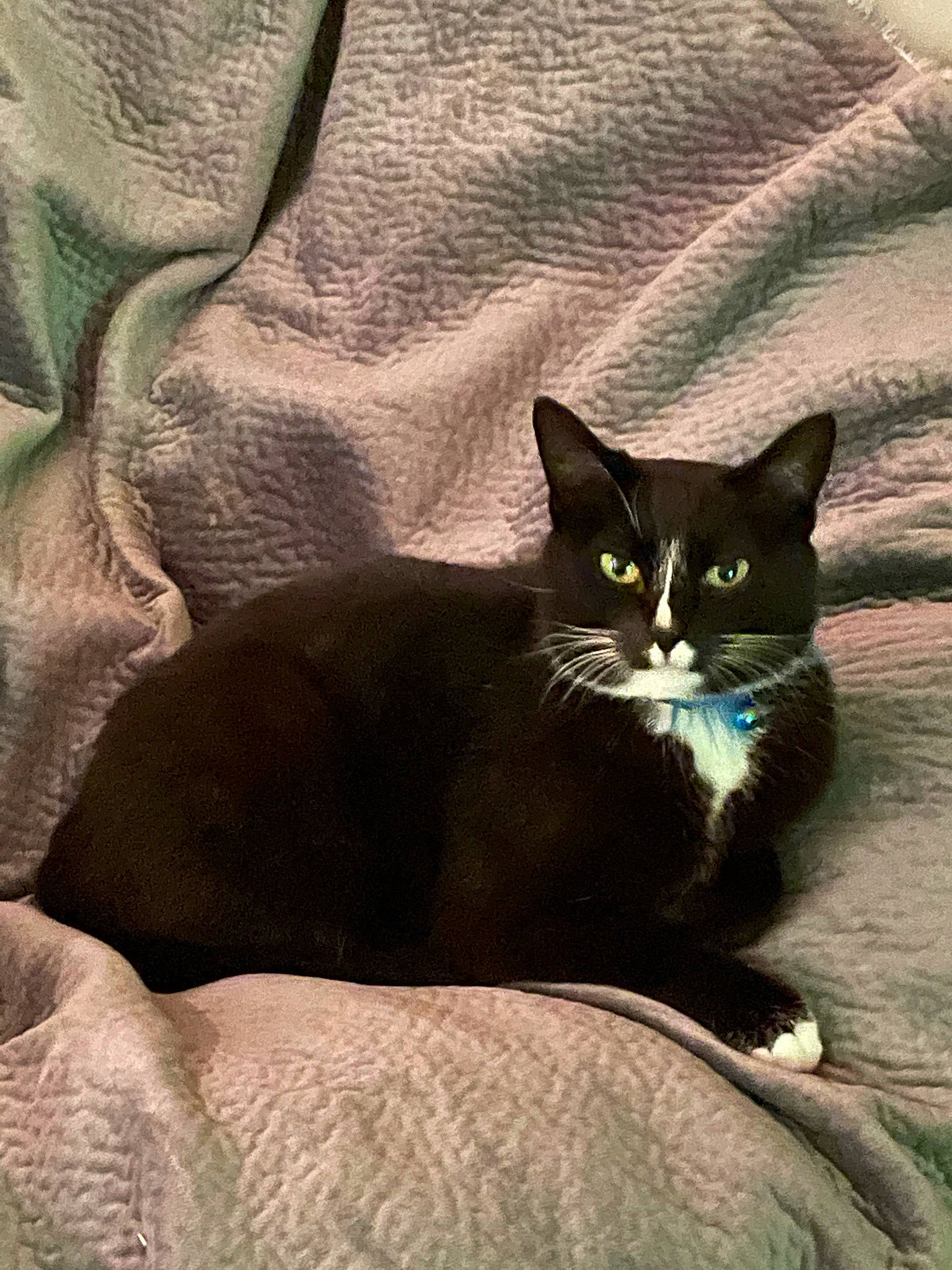 Daisy is registered to the contest to win money with this photo: black_cat, carnivore, cat, comfort, domestic_short_haired_cat, felidae, fur, grey, linens, sand, shadow, sitting, small_to_medium_sized_cats, snout, tail, tints_and_shades, whiskers, window