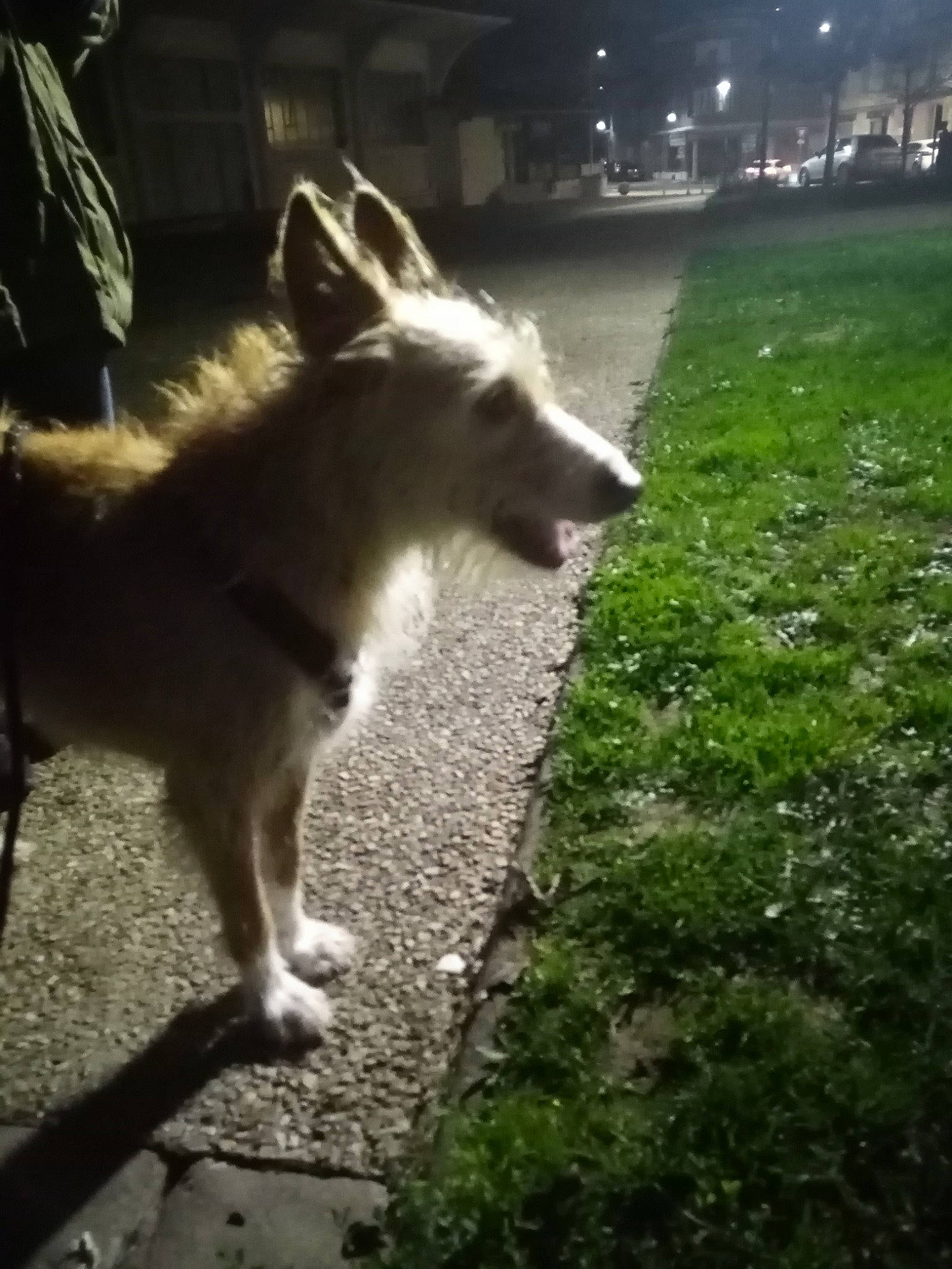 Uella participe au concours pour gagner de l'argent avec cette photo : ancient_dog_breeds, canis, carnivore, companion_dog, darkness, dog, dog_breed, fawn, grass, plant, road, road_surface, shadow, sidewalk, street, street_dog, tail, tree, working_animal, working_dog