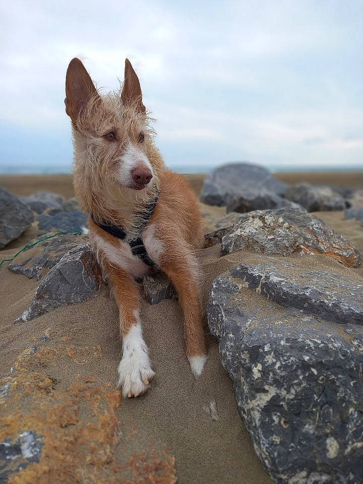 Uella a rejoint le concours — aidez-le/la à gagner de superbes lots ! bedrock, canidae, carnivore, cloud, companion_dog, dog, dog_breed, fawn, landscape, ocean, rock, sky, small_terrier, snout, sporting_group, tail, terrestrial_animal, terrier, walking, wind_wave