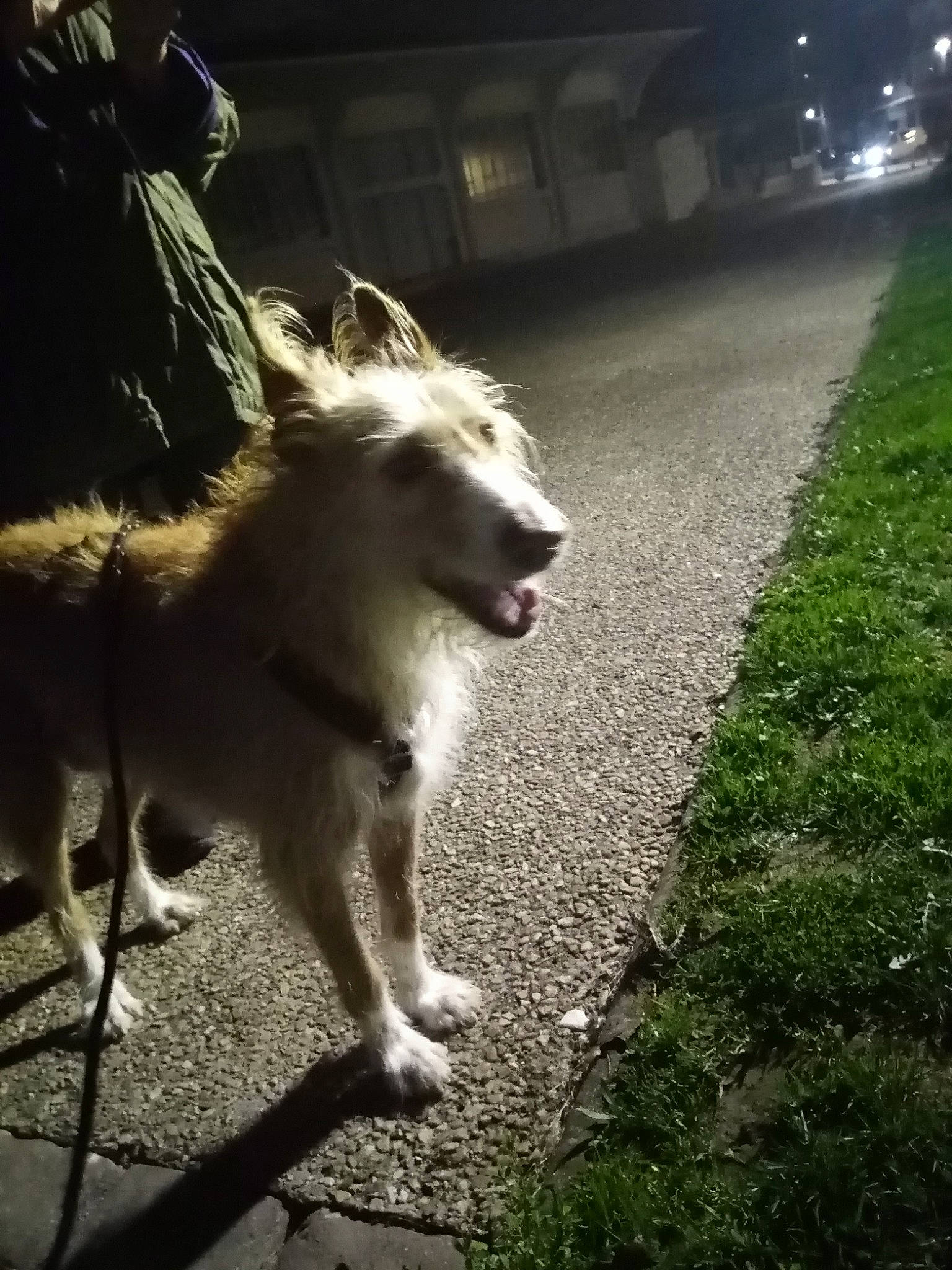 Uella participe au concours pour gagner de l'argent avec cette photo : asphalt, canidae, carnivore, companion_dog, darkness, dog, dog_breed, fur, grass, plant, road, road_surface, shadow, sidewalk, sporting_group, street, sunlight, tail, tints_and_shades, working_animal