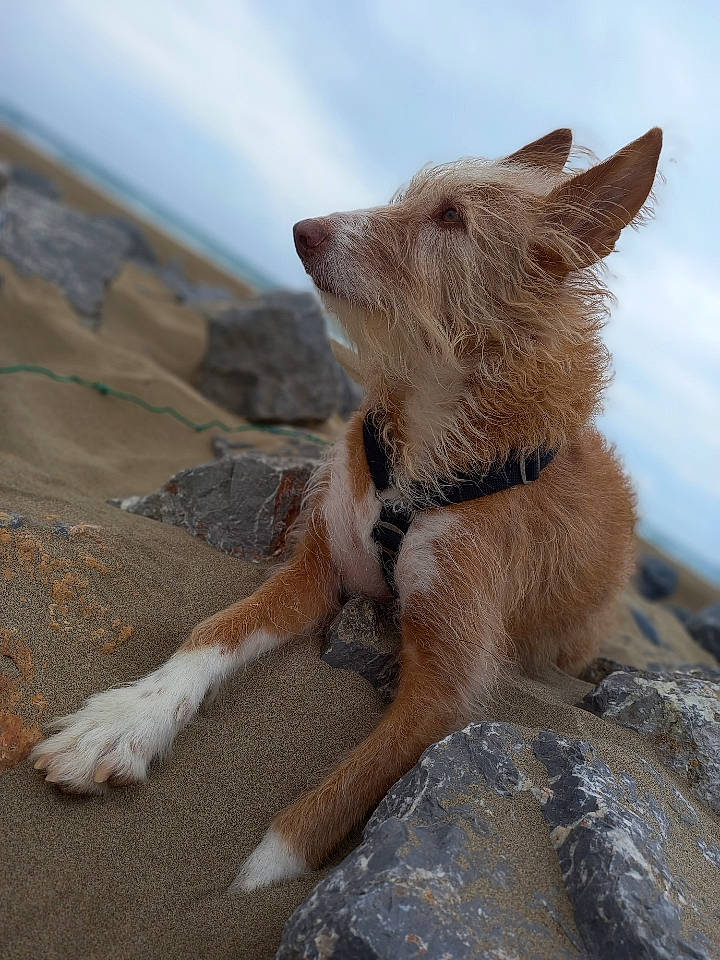 Uella participe au concours pour gagner de l'argent avec cette photo : canidae, canis, carnivore, cloud, companion_dog, dog, dog_breed, fawn, fur, landscape, liver, rock, sky, snout, sporting_group, tail, terrestrial_animal, wildlife, wood, working_animal