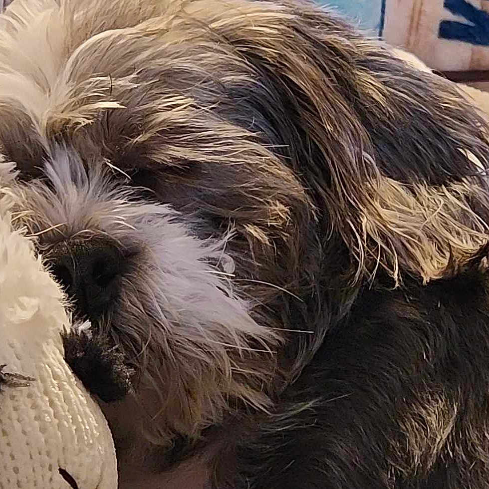 Oreo joined the competition — help win amazing prizes! canidae, carnivore, cockapoo, companion_dog, dog, dog_bed, dog_breed, fur, paw, poodle_crossbreed, puppy_love, schnauzer, shih_poo, small_terrier, sporting_group, tail, terrier, toy_dog, whiskers, working_animal