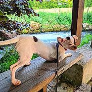 Vaya participe au concours pour gagner de l'argent avec cette photo : animal, brown_spots, daylight, dog, grass, greenery, leash, nature, outdoor, pet, playful, puppy, river, rustic, stretching, summer, trees, water, white_coat, wooden_bench