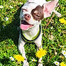 Vaya participe au concours pour gagner de l'argent avec cette photo : animal, brown_patch, collar, cute, daisy, dandelion, dog, flower, grass, greenery, happy, nature, outdoor, pet, playful, small_dog, spring, sunlight, tongue_out, white_fur