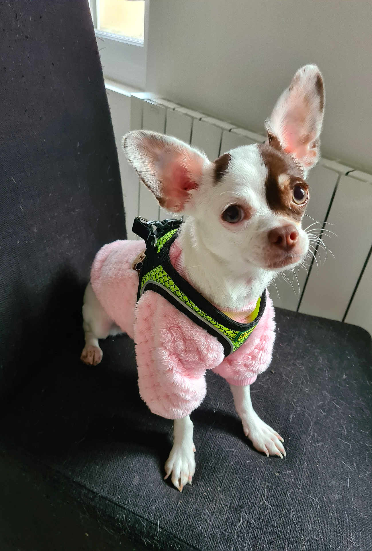Vaya