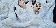 Vaya participe au concours pour gagner de l'argent avec cette photo : animal, blanket, car_interior, comfort, cozy, cute, dog, ears, footwear, fur, pattern, pet, relaxation, resting, snuggled, soft, spot, warm, white, wrapped