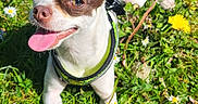 Vaya a rejoint le concours — aidez-le/la à gagner de superbes lots ! dog, small_dog, chihuahua, grass, dandelion, daisy, flower, pet, sunny, outdoor, nature, happy, panting, greenery, animal, leash, collar, closeup, summer, playful