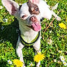 animal, chihuahua, close_up, cute, daisies, dandelions, dog, ears, flowers, grass, greenery, happy, nature, outdoor, pet, playful, small_dog, summer, sunlight, tongue_out