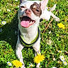 brown_patch, canine, collar, cute, daisy, dandelion, dog, flower_field, grass, green_grass, happy, nature, outdoor, pet, playful, small_dog, summer, sunlight, tongue_out, white_dog