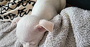 Brioche participe au concours pour gagner de l'argent avec cette photo : animal, blanket, closeup, comfort, cozy, cute, dog, fur, home, indoors, nap, pet, puppy, relax, resting, sleeping, small, soft, texture, white
