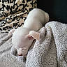animal, blanket, closeup, comfort, cozy, cute, dog, fur, home, indoors, nap, pet, puppy, relax, resting, sleeping, small, soft, texture, white