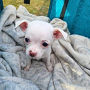 Brioche participe au concours pour gagner de l'argent avec cette photo : animal, blanket, companion, cozy, curious, cute, ears, eyes, fabric, fur, indoor, mesh, nose, pet, puppy, small_dog, soft_light, tent, white_dog, young_dog