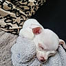 Brioche participe au concours pour gagner de l'argent avec cette photo : adorable, animal, blanket, closeup, companion, cozy, cute, dog, fur, indoors, peaceful, pet, puppy, resting, sleeping, small, snuggle, soft, stuffed_toy, white