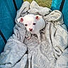 Brioche a rejoint le concours — aidez-le/la à gagner de superbes lots ! animal, blanket, blue_enclosure, companion, cozy, curious, cute, cute_pet, dog, domestic_animal, fur, indoor, looking_up, pet, puppy, small_dog, snuggle, soft_texture, white_dog, young_dog