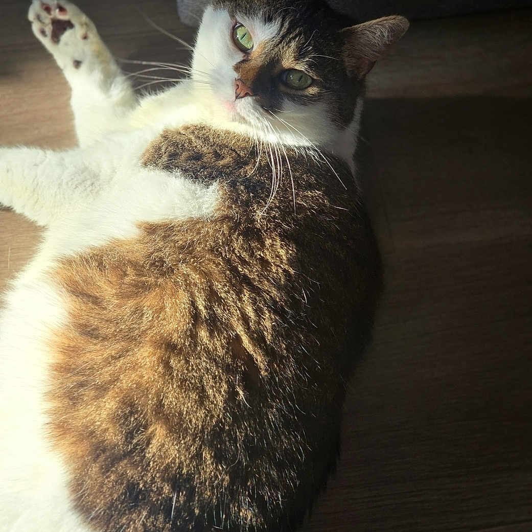 Nala participe au concours pour gagner de l'argent avec cette photo : animal, cat, closeup, cozy, cute, domestic_animal, feline, fur, green_eyes, indoor, lying_down, mammal, paw, pet, relaxed, resting, shadow, sunlight, whiskers, wooden_floor