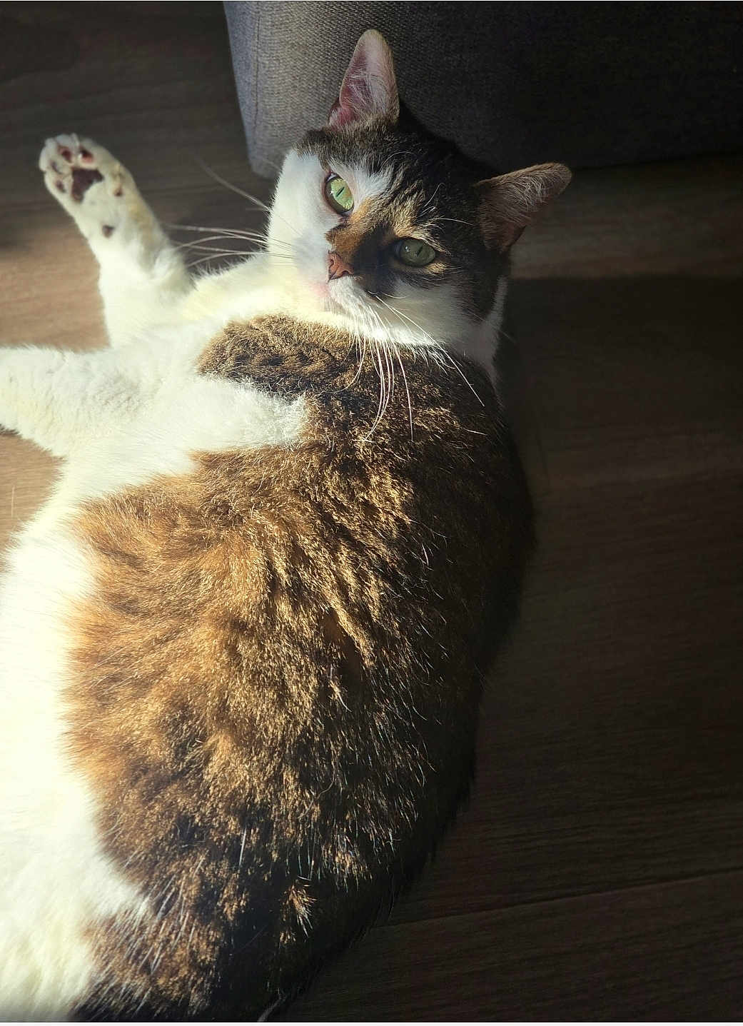 Nala participe au concours pour gagner de l'argent avec cette photo : cat, feline, pet, indoor, sunlight, relaxed, fur, whiskers, paw, green_eyes, wooden_floor, shadow, lying_down, domestic_animal, closeup, cozy, resting, animal, cute, mammal