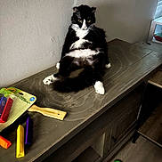 Petey joined the competition — help win amazing prizes! animal, black_and_white, cat, closeup, colorful, cute, feline, floor, furniture, indoor, light, pet, playful, portrait, relaxed, sitting, toy, whiskers, window, wooden_surface