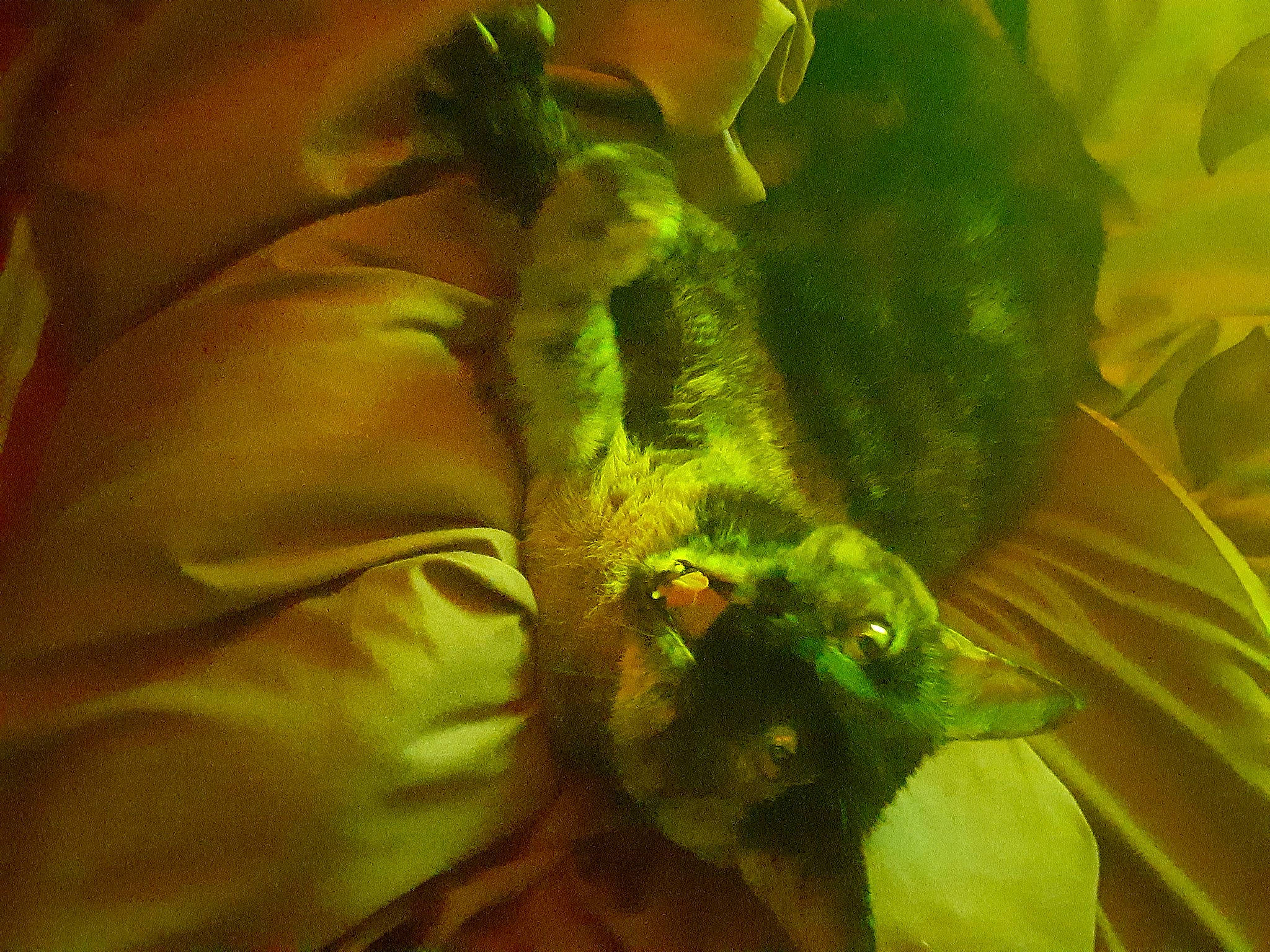 Skittles joined the competition — help win amazing prizes! amphibian, aquatic_plant, claw, close_up, feeder_fish, fish, flowering_plant, grass, iguania, leaf, leaf_vegetable, macro_photography, marine_biology, petal, plant, produce, reptile, scaled_reptile, terrestrial_plant, underwater