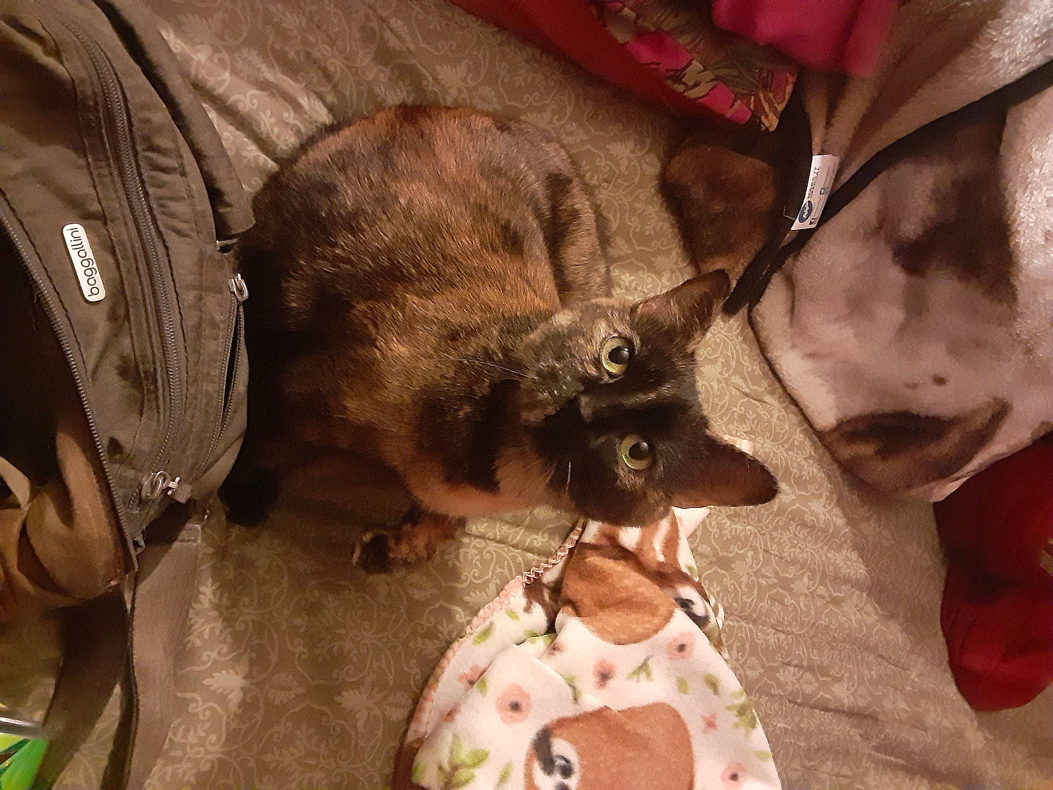 Skittles joined the competition — help win amazing prizes! canidae, carnivore, comfort, companion_dog, dog_breed, domestic_short_haired_cat, ear, eyelash, fawn, felidae, flesh, fur, mammal, skin, small_to_medium_sized_cats, snout, toy_dog, vertebrate, whiskers, working_animal