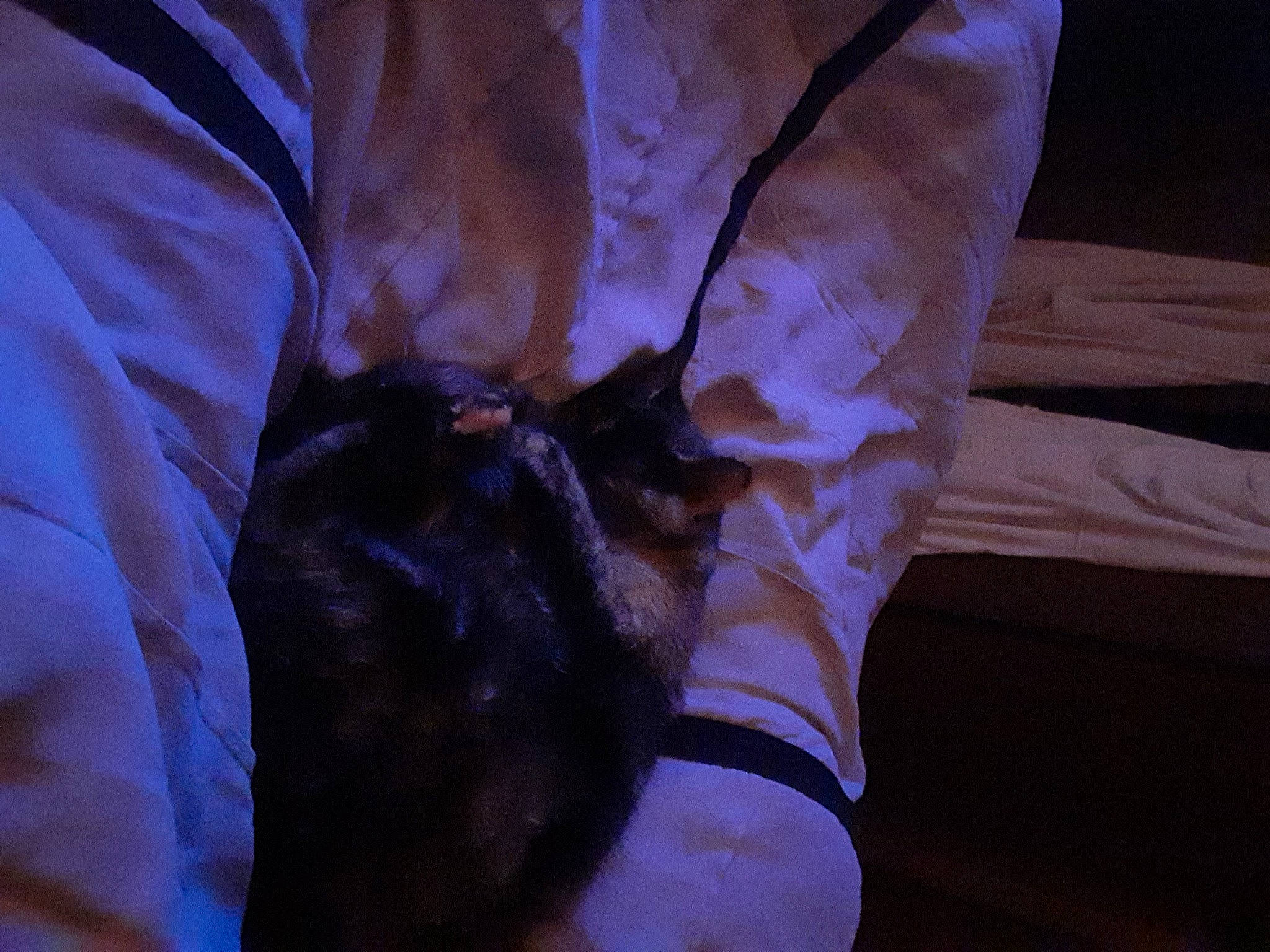 Skittles joined the competition — help win amazing prizes! ankle, arm, dress, elbow, electric_blue, fashion_accessory, foot, formal_wear, gesture, human_leg, knee, leg, magenta, nail, purple, sleeve, sock, thigh, thumb, wrist