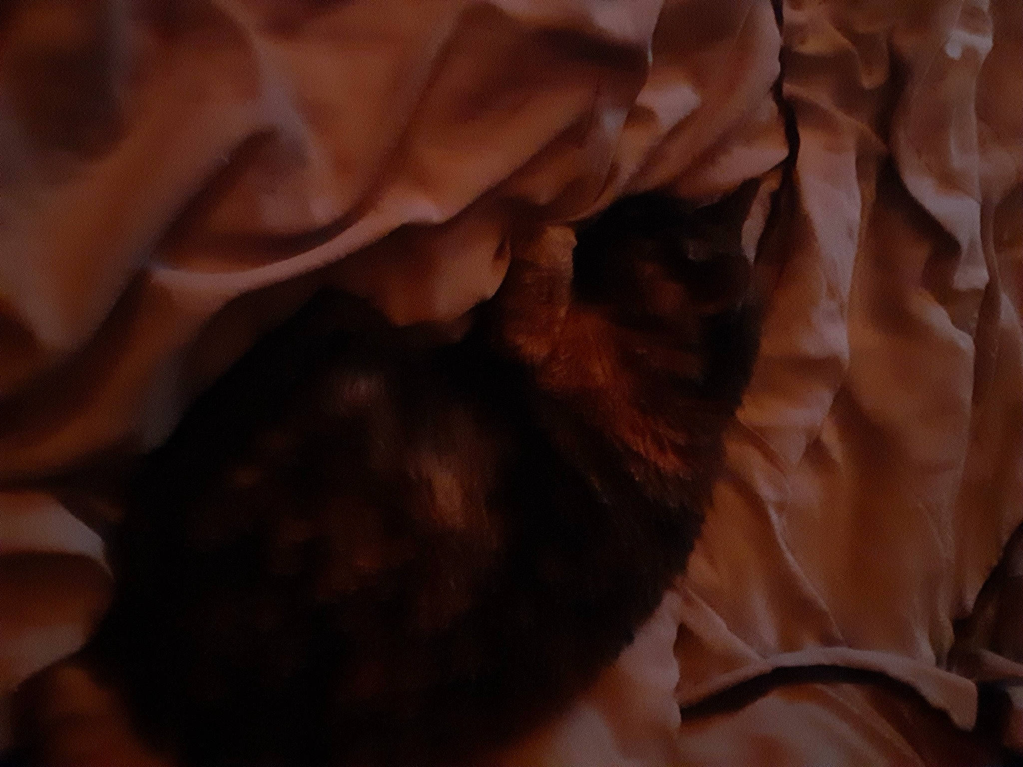 Skittles joined the competition — help win amazing prizes! ceiling, close_up, cuisine, fawn, felidae, fur, gesture, ingredient, linens, macro_photography, pattern, peach, petal, rock, room, rose_family, tints_and_shades, wood, wrinkle