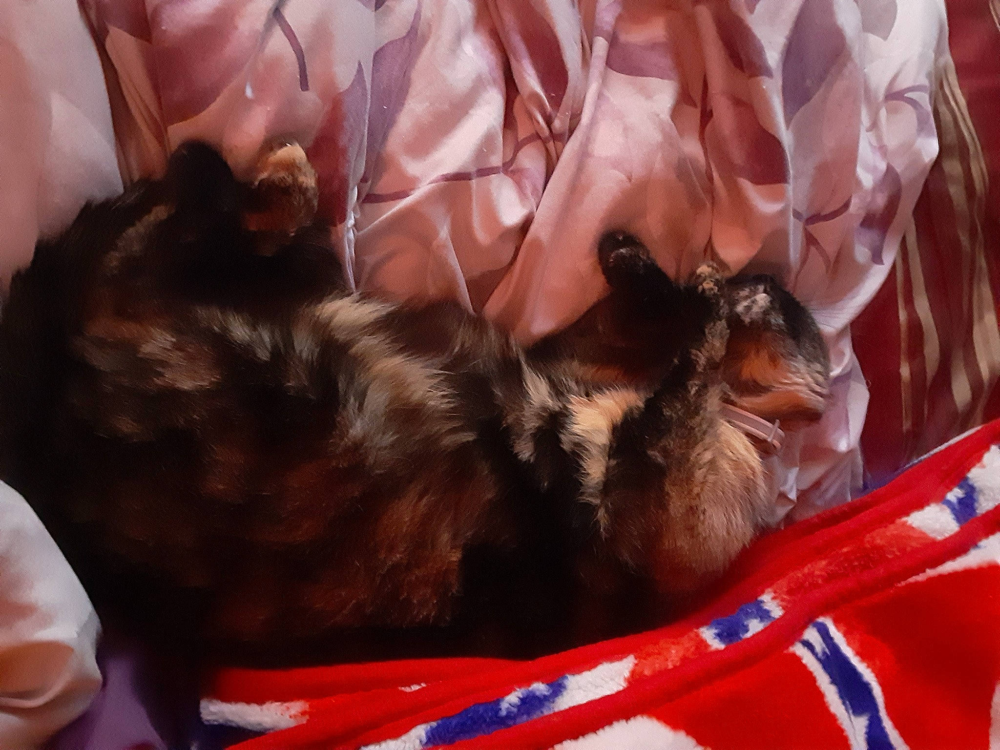 Skittles joined the competition — help win amazing prizes! carnivore, cat_supply, comfort, companion_dog, dog_breed, dog_supply, felidae, fur, liver, pet_supply, small_to_medium_sized_cats, sporting_group, tail, whiskers