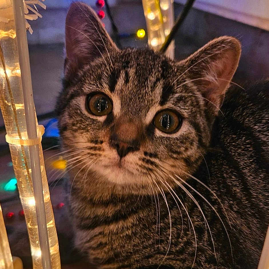 Sedan participe au concours pour gagner de l'argent avec cette photo : animal, cat, close_up, cozy, curious, decorative_lights, ears, eyes, face, festive, floor, fur, glowing, holiday_lights, indoors, kitten, pet, tabby, whiskers, wooden_floor