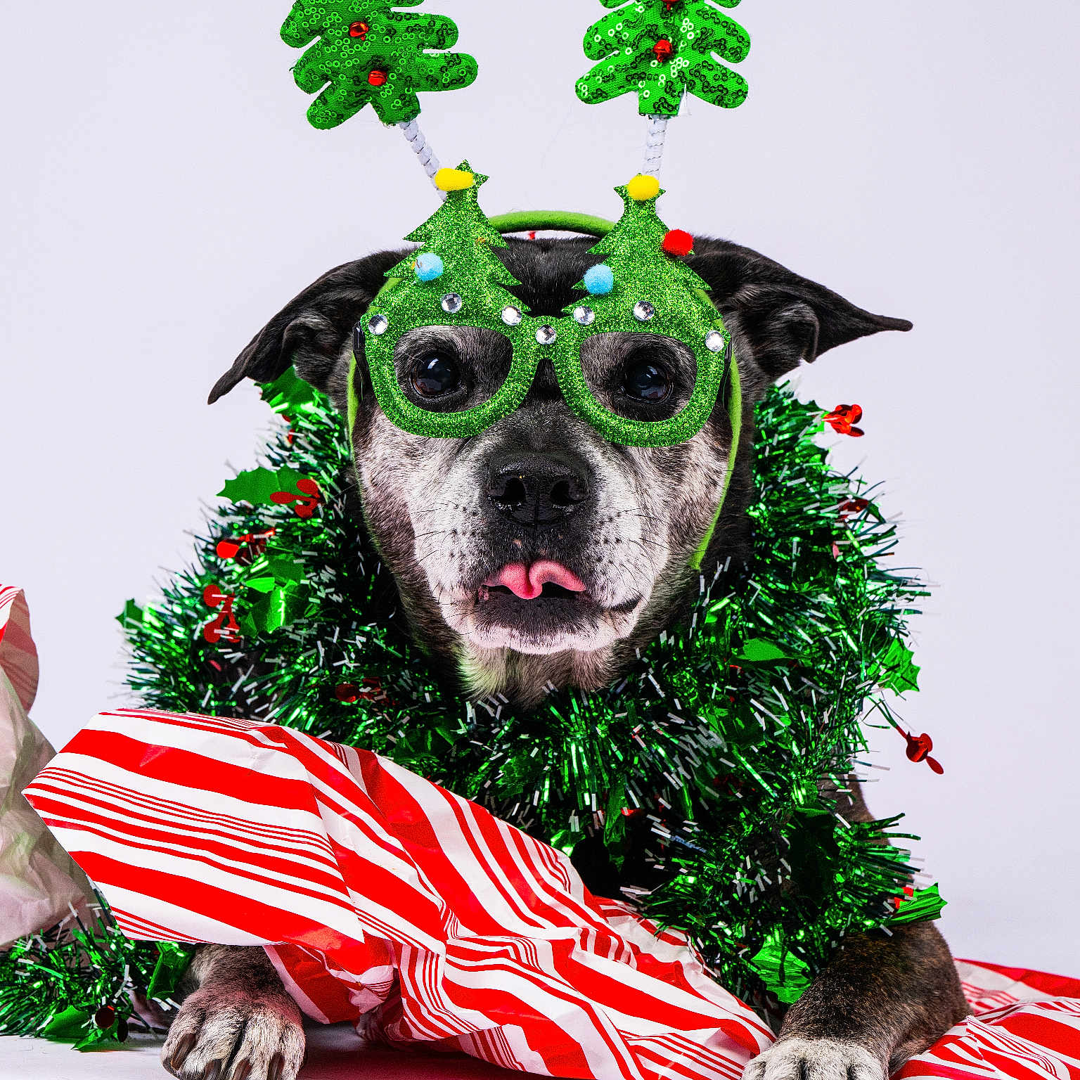 Dustin is registered to the contest to win money with this photo: accessories, animal, celebration, christmas, christmas_glasses, costume, cute, decorations, dog, festive, funny, green_tinsel, holiday, pet, playful, portrait, red_and_white, studio, tongue_out, wrapping_paper