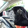 dog, pet, car_interior, window, collar, black_fur, gray_fur, side_profile, domestic_animal, canine, seat, reflection, daylight, vehicle, leisure, closeup, looking_out, travel, animal_portrait, calm