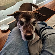 Dustin is registered to the contest to win money with this photo: dog, pet, indoor, closeup, denim, knees, wooden_floor, curtains, bowl, spoon, floor_mat, casual, looking_up, brown_dog, cozy, home, waiting, companion, portrait, resting