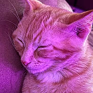 Pumpkin joined the competition — help win amazing prizes! cat, sleeping, orange_tabby, close_up, fur, whiskers, pet, animal, cozy, relaxed, indoor, purple_light, soft_texture, face, ears, nostrils, muzzle, cute, resting, comfort