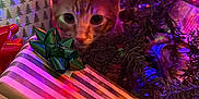 Pumpkin is registered to the contest to win money with this photo: cat, christmas_tree, holiday_lights, gift, present, bow, orange_cat, festive, decorations, pine_branch, close_up, indoor, curious, pet, animal, holiday, colorful, celebration, wrapped_gift, tree_branch