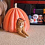 Pumpkin joined the competition — help win amazing prizes! cat, orange_tabby, pumpkin_bed, plush_toys, halloween, carpet, shelf, nintendo_switch, gaming_console, indoor, decor, cute, relaxed, stretching, feline, toy_collection, holiday, orange, cozy, living_room